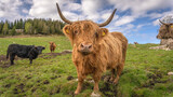 Fototapeta Miasto - highland cow with calf