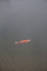 Wall Mural - One carp in the pond  （池の一匹の鯉）