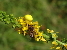 Yellow Crab Spider (Misumena Vatia) With Victim - Bee On Yellow Flowers