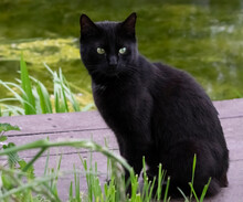 Black Cat With Green Eyes And No Tail Sitting And Looking To The Right.