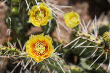 Yellow  Cactus Flowers In New Mexico