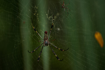 spider detail in the jungle