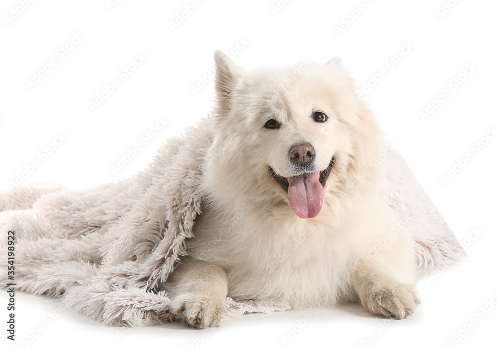 Cute samoyed dog with plaid on white background