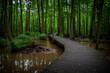 © PhotoCycleMike - boardwalk through the swamp