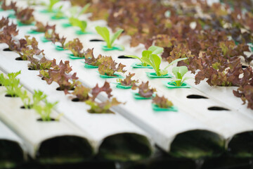 Wall Mural - hydroponic system farm. Fresh cos lettuce in the hydroponic farm greenhouse.