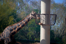 Giraffe In The Zoo