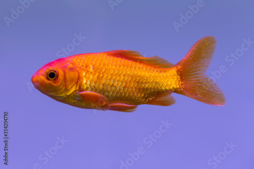 Fotografía Gold pet goldfish in captivity