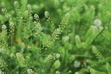 Poster - Lepidium virginicum (Virginia pepperweed) / Brassicaceae weed