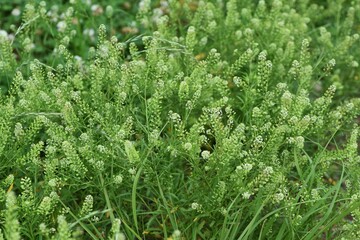 Sticker - Lepidium virginicum (Virginia pepperweed) / Brassicaceae weed