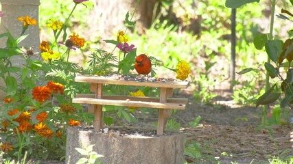 Wall Mural - Northern Cardinal bird eating at miniature picnic table feeder