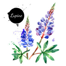 Hand Drawn Watercolor Lupine Flower Vector Illustration. Painted Sketch Botanical Herbs Isolated On White Background