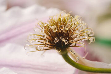 Wall Mural - water drops on clematis 