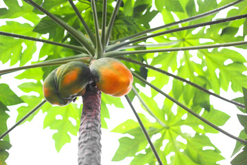 Poster - papaya on plant the papaya tree