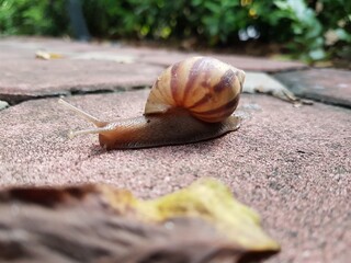 snail on the road