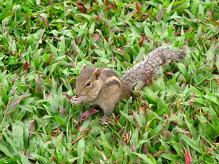 Wall Mural - The squirrel on the beach of Sri Lanka, West Coast, Indian Ocean