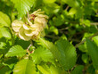 Branch of a flowering tree Ulmus laevis or elm in spring. Close-up, narrow focus.
