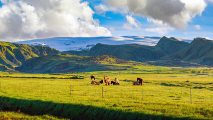 Sticker - Herd of horses in the green field in the summer morning The background is a great mountain, blue sky makes the image look fresh. Bright and relaxing At a rural Icelandic farm.