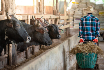 Agriculture is feeding cows in cowshed. Concept: Raising animals or farmers raising wagyu cows in cows at farms.