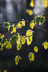 Canvas Print - Young green leaves of hazel in the morning sun.