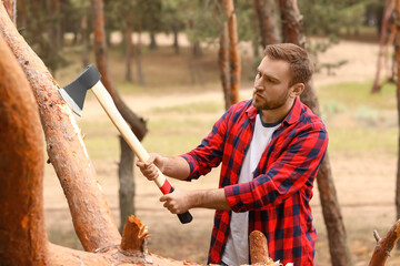 Handsome lumberjack cutting down trees in forest