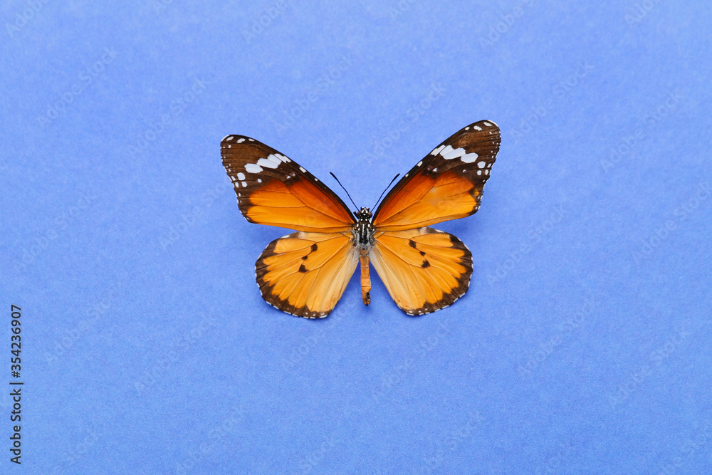 Beautiful butterfly on color background