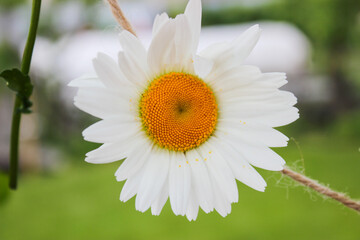 Daisy flower on a rope and on a wooden surface