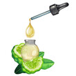Watercolor oil drop dripping from the dropper into the small glass bottle decorated with the bergamot fruits and leaves