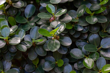 Wall Mural - Ficus annulata blume with seed in the garden for background.