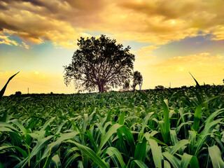 Wall Mural - green plants field at sunset