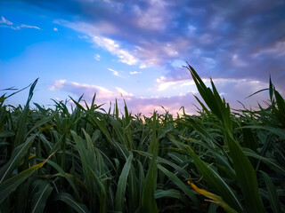 Wall Mural - tracks in green grass plants field against sunset sky