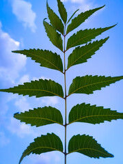 Wall Mural - medicinal neem leaf isolated on blue sky background