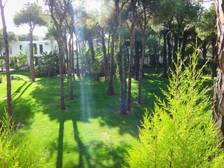 Autumn landscape with yellow and green trees in the park and light of the rays of the sun through banch and leaves