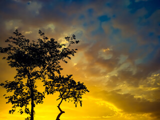 Wall Mural - silhouette of a tree at sunset