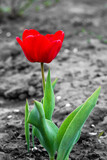 Fototapeta Kwiaty - A bright red tulip grows in the garden. Spring flowers.