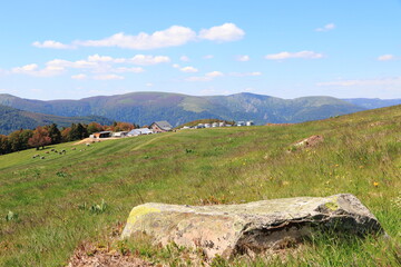 Wall Mural - Paysage de la Vallée de Munster en Alsace avec ses vaches et randonneurs