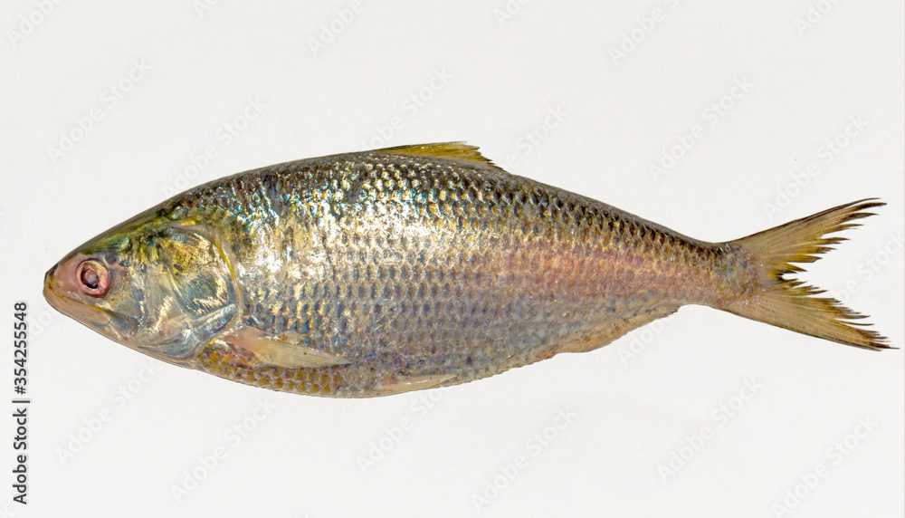 Fresh tenualosa ilisha or hilsa fish on white background. Stock Photo ...