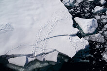 Tracks Of A Seal On An Ice Floe With Black Water In The Background.