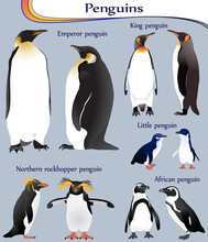 Collection Of Different Species Of Penguins In Colour Image: Emperor, King, Little, African, Northern Rockhopper