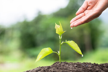 Hands of farmer  nurturing tree growing on fertile soil,  Maintenance of growing seedlings,  Hands protect trees,   plant trees to reduce global warming, Forest conservation, World Environment Day.