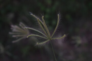 Wall Mural - Chloris virgata - A species of grass known by the common names feather fingergrass feathery Rhodes-grass and feather windmillgrass