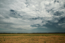 Yellow Pea Field Against A Blue Sky With Clouds