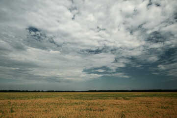 yellow pea field against a blue sky with clouds