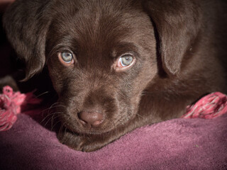 Low angle shot of two months old chocolate Labrador Retriever puppy looking at camera and toy. 