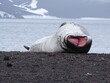 Seeleopard in der Antarktis