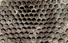 Dry Wasp Hive Close Up. Wasp Hive Background.