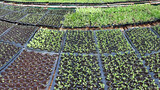 Fototapeta Tulipany - Growing organic vegetable farms for background                         