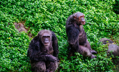 Two Chimpanzee (Pan troglodytes) at Zoo