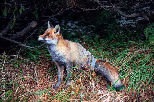 Fotografía Red fox in the forest. Cute wild animal in the woods.