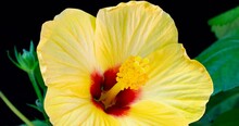 Slow Motion, Yellow Hibiscus Flower Blossoms On Black Background, Chinese Rose, Two Videos, Macro