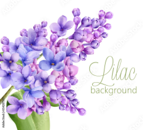 Lilac flowers on white background. Watercolor drawing